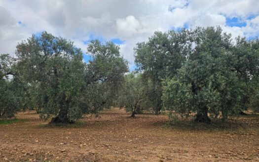Terreno Rústico en Carmona por Inmobiliaria Suárez