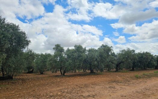 Terreno Rústico en Carmona por Inmobiliaria Suárez