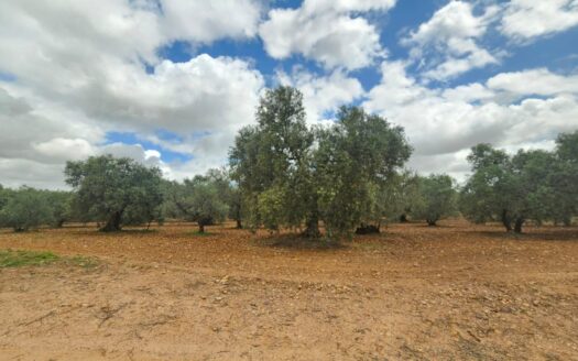 Terreno Rústico en Carmona por Inmobiliaria Suárez